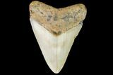 Fossil Megalodon Tooth - North Carolina #109041-1